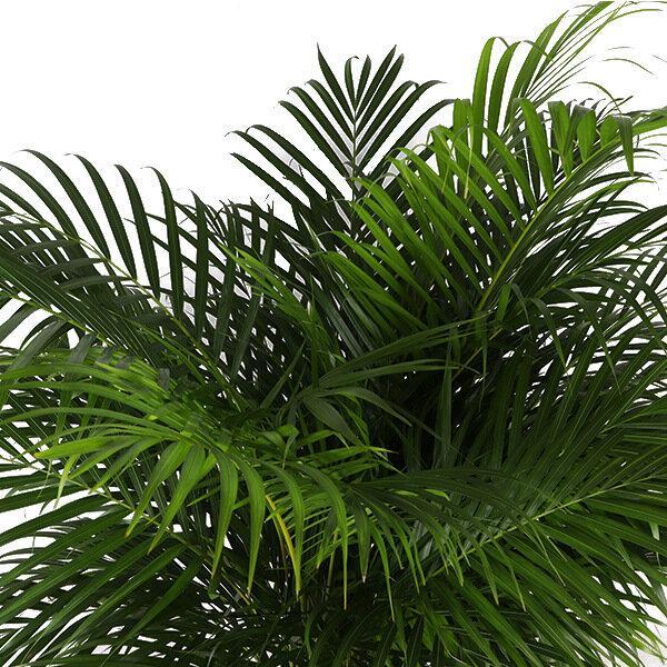 Dypsis Lutescens (Areca Palm) - Ø27cm - ↑ 160cm