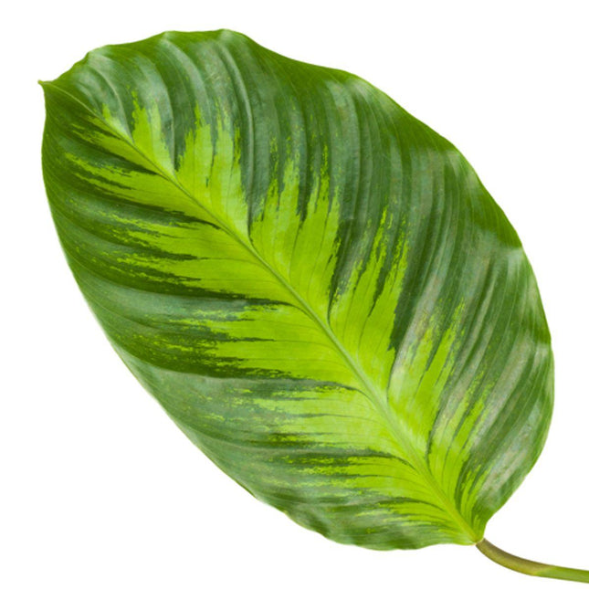 Calathea Misto - ↑ 40 cm - Ø12cm