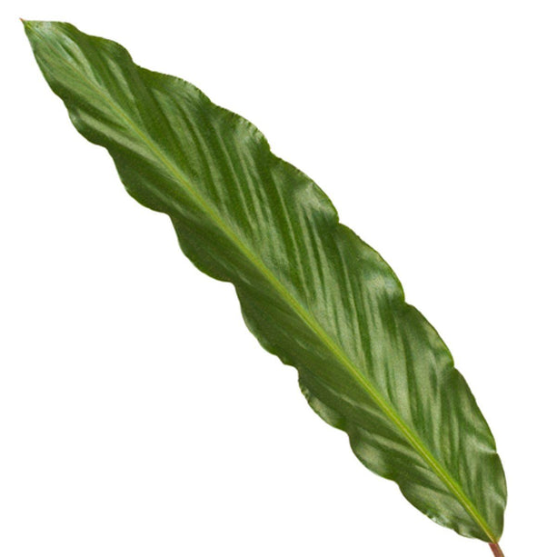 Calathea Wavestar - ↑ 80 cm - Ø19cm