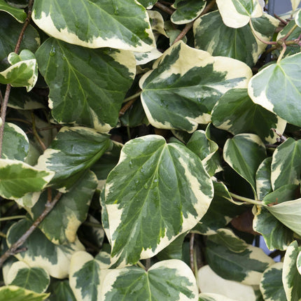 4x - Hedera colchica 'Dentata Variegata' - ↨65cm - Ø15