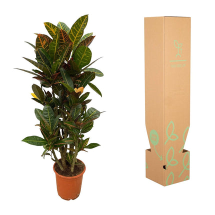 Codiaeum (Croton) Petra vertakt - ↑ 100 cm - Ø21cm