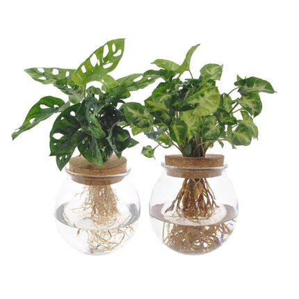 Bolglas Duo Monstera Adansonii/Syngonium Green  - 2 stuks - Ø12cm - ↕12-30cm