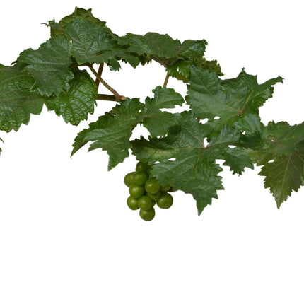 Vitis Pixie Pinot Noir - Blauwe Wijndruif - Ø 14cm - ↑ 30cm