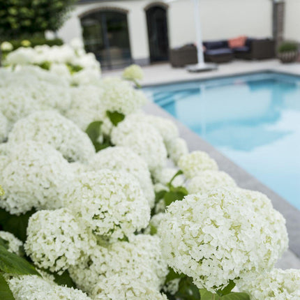 Hydrangea arborescens 'Strong Annabelle'® - Sneeuwbalhortensia - Ø 19cm - ↑ 30cm