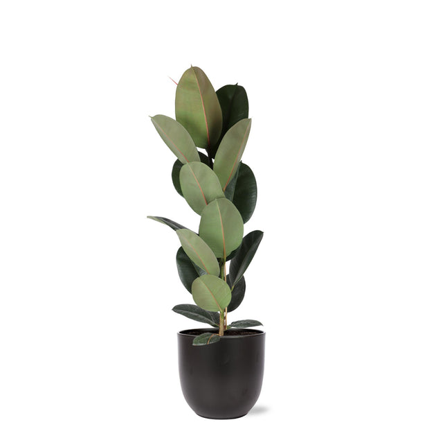 Ficus Elastica Robusta - Ø21cm - ↑ 90cm in Boule ANTRACIET pot