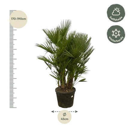 Chamaerops Humilis multi stam - ↑ 180 cm - Ø45cm