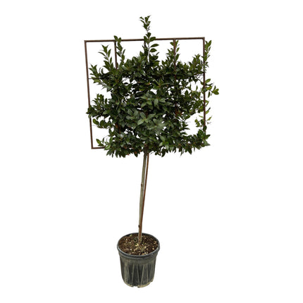 Laurus Nobilis boom op rek - ↑ 225 cm - Ø40cm