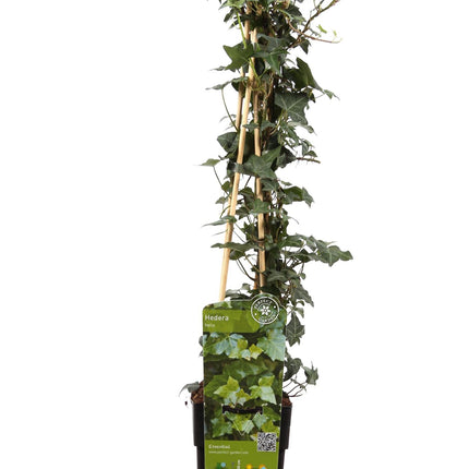 Hedera helix - Klimop Groen - Ø 16cm - ↑ 70cm