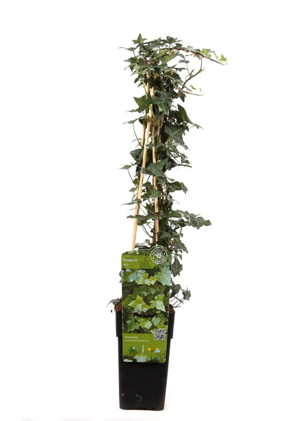 Hedera helix - Klimop Groen - Ø 16cm - ↑ 70cm