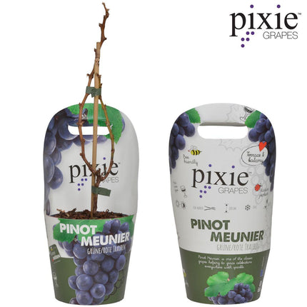 Vitis Pixie Pinot Noir - Blauwe Wijndruif - Ø 14cm - ↑ 30cm