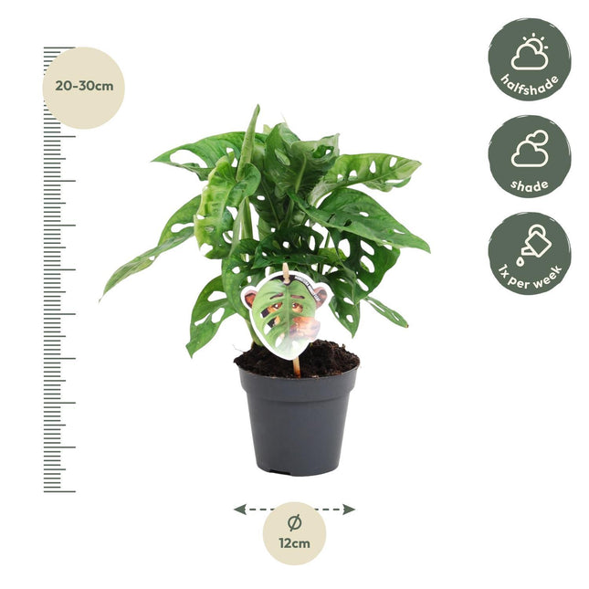 Monstera obliqua 'Monkey Leaf' - ↑ 25 cm - ø12