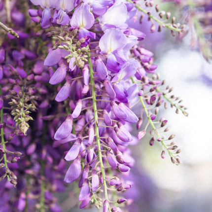 Wisteria floribunda 'Naga Noda' - Paarse Regen - Ø 16cm - ↑ 70cm