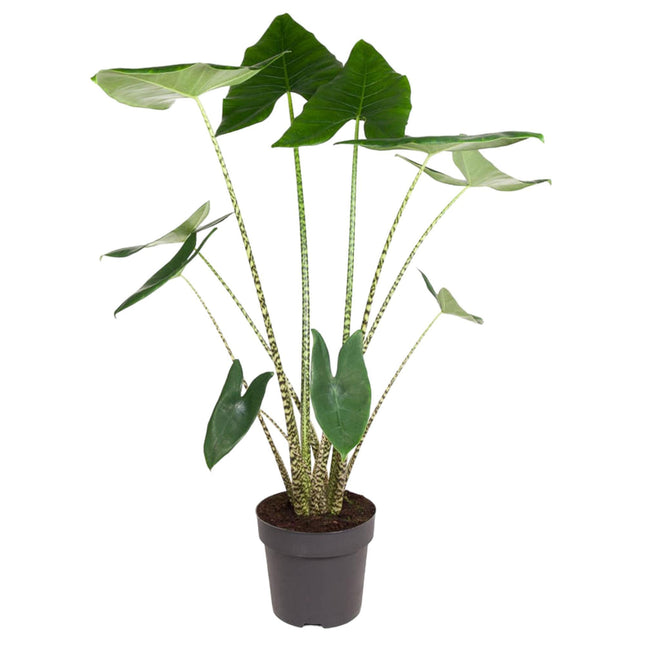 Alocasia Zebrina - ↑ 130 cm