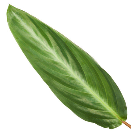 Calathea Stripestar - ↑ 40 cm - Ø12cm