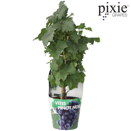 Vitis Pixie Pinot Noir - Blauwe Wijndruif - Ø 14cm - ↑ 30cm