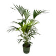 Kentia palm inclusief elho Greenville Round groen - ↑ 160cm - Ø30