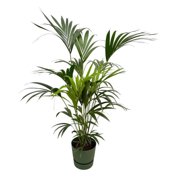 Kentia palm inclusief elho Greenville Round groen - ↑ 160cm - Ø30