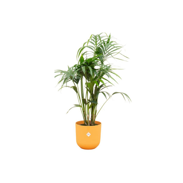 Kentia palm inclusief Elho pot - ↑ 130 cm