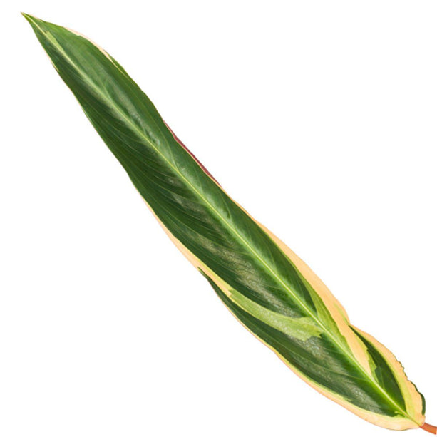 Calathea Triostar (Stromanthe) - ↑80 cm - Ø19cm