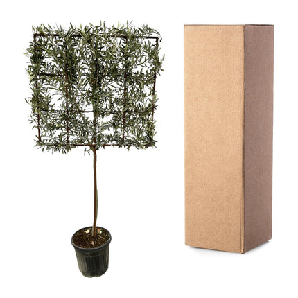 Olea Europaea boom op rek - ↑ 225 cm - Ø40cm