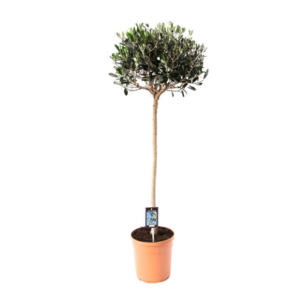 Olea europaea - Olijfboom - Ø 20cm - ↑ 80cm