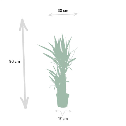 Yucca - Ø17cm - ↑ 90cm