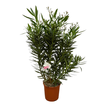 Nerium Oleander struik met witte bloem - ↑ 110 cm - Ø27cm