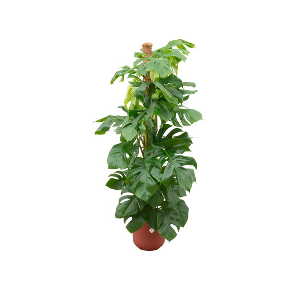 Combi deal - Monstera Pertusum XL inclusief elho Jazz Round rood Ø26 - ↑ 150 cm