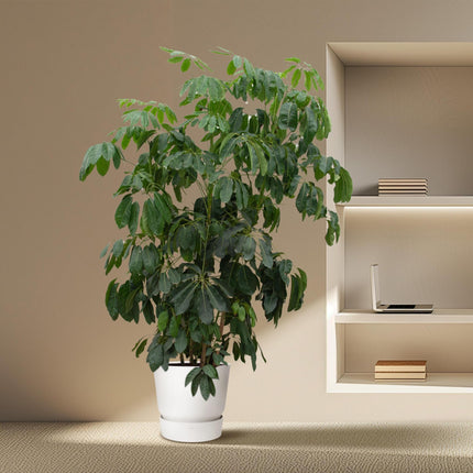 Schefflera Amate XL - 250 cm - ø50 - Kamerplant