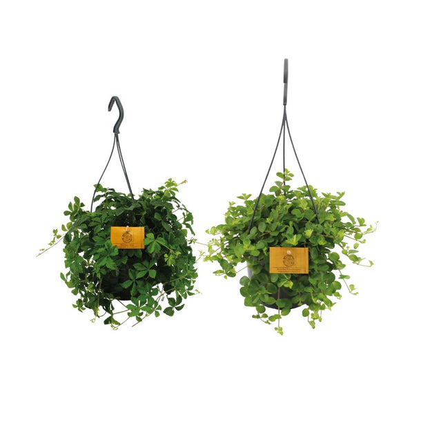 Hangplant duo - 2 stuks - Ø15cm - ↕25cm - Hangplant