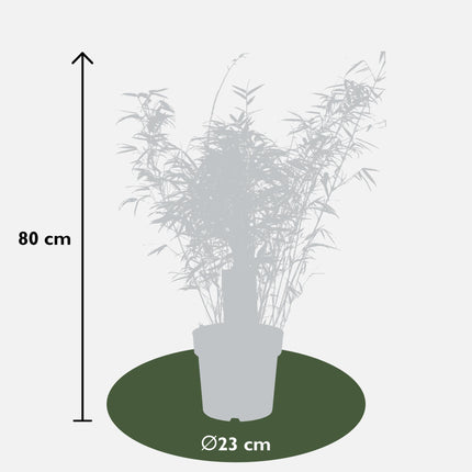 3x Fargesia rufa - ↨80cm - Ø23