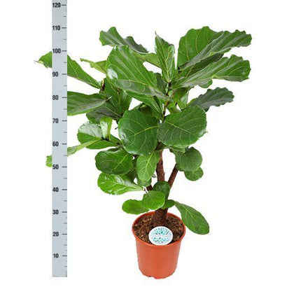 Ficus Lyrata (vertakt) - Ø24cm - ↑ 110cm