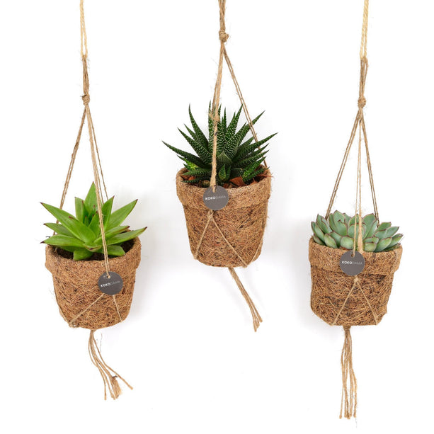 Kokopot String Succulehnt Mix - 3 stuks - Ø10cm - ↑ 15cm