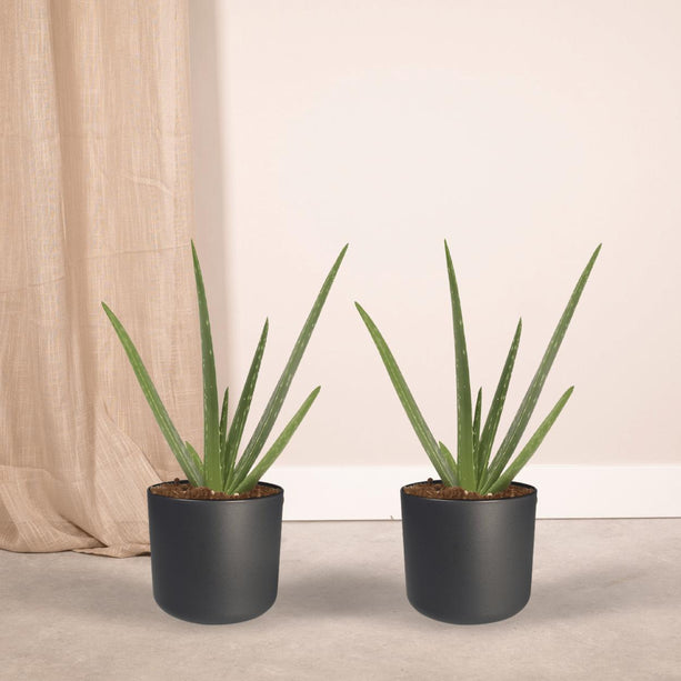 2x Aloe vera - Succulent - ↑ 40cm - ø12
