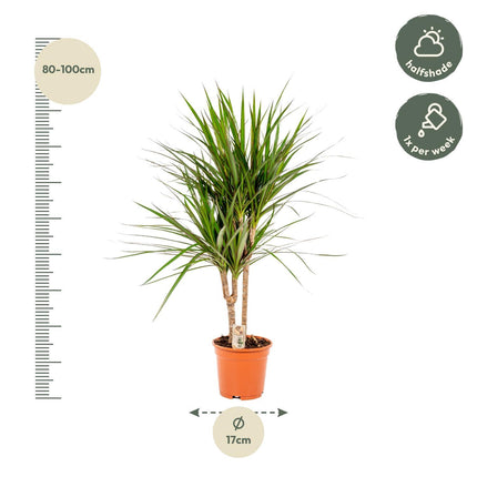 Dracaena Marginata - Ø17cm - ↑ 90cm