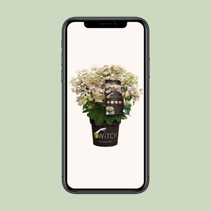 Hydrangea paniculata '(S)witch Ophelia'® - Pluimhortensia - Ø 19cm - ↑ 25cm