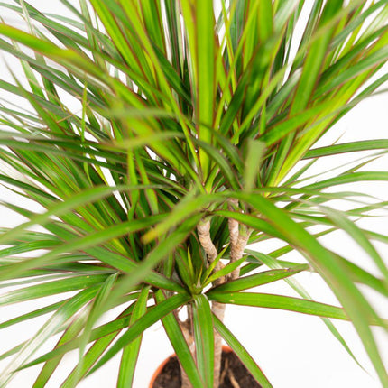 Dracaena Marginata - Ø17cm - ↑ 90cm