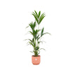 Kentia palm inclusief elho Vibes Fold Round roze - ↑ 160cm - Ø30