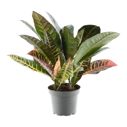 Codiaeum variegatum 'Petra' - ↑ 30 cm - ø12