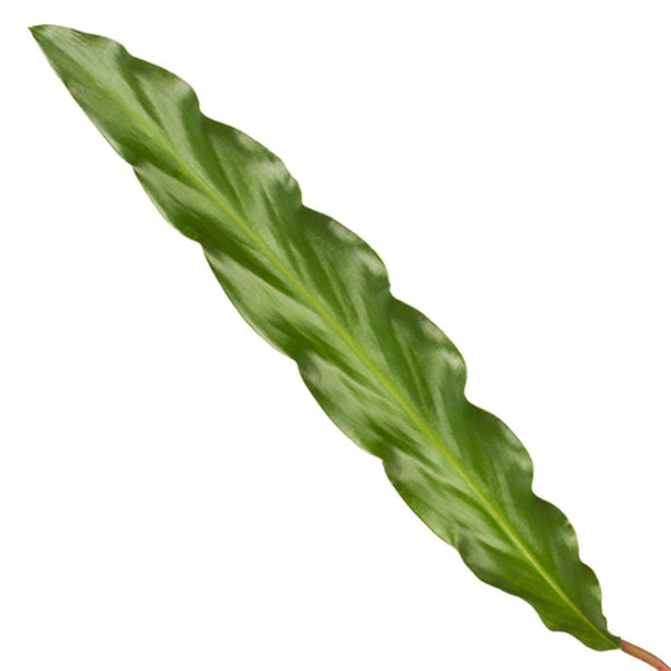 Calathea Elgergrass - ↑ 40 cm - Ø12cm