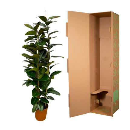 Ficus Elastica Robusta struik - ↑ 170 cm - Ø27cm