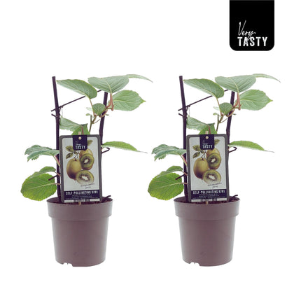 Actinidia Jenny (kiwiplant) - 2 stuks -↑ 40 cm