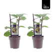 Actinidia Jenny (kiwiplant) - 2 stuks -↑ 40 cm