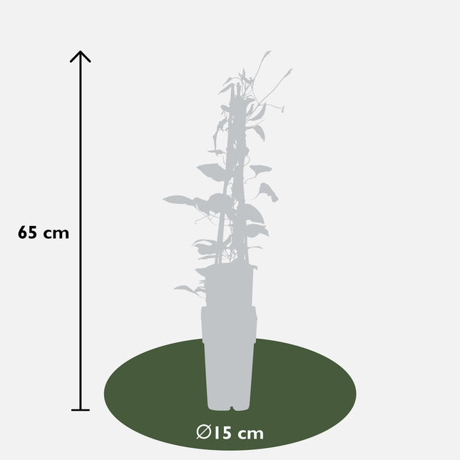 4x - Clematis Rouge Cardinal - ↨65cm - Ø15