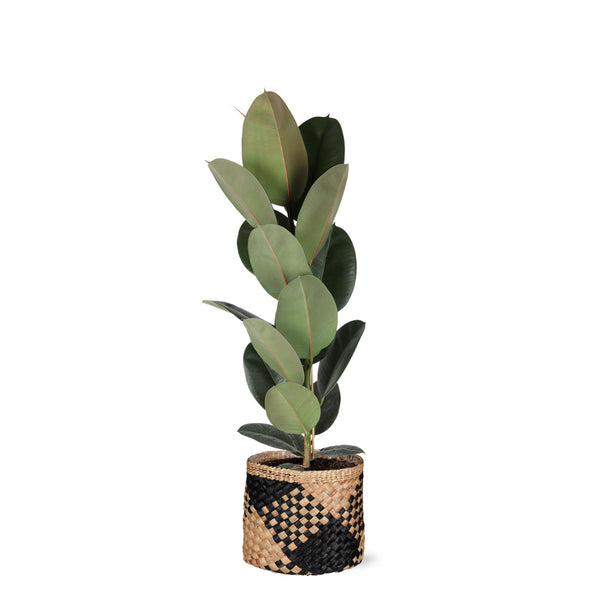 Ficus Elastica Robusta - Ø21cm - ↑ 90cm in Albury BLACK print mand