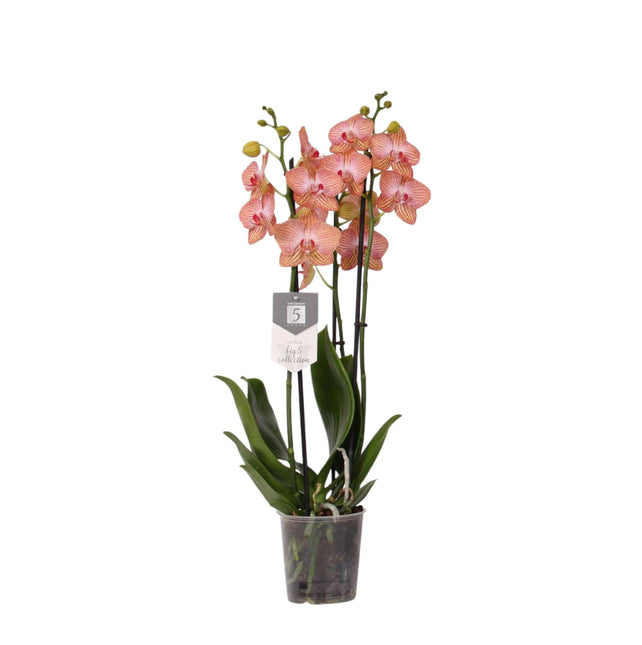 Phalaenopsis Ravello - 3 tak - ↑ 60 cm - Ø12cm