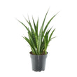 Sansevieria kirkii 'Friends' - ↑ 38 cm - ø12