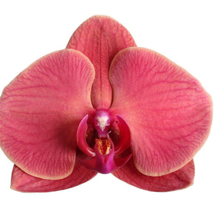 Phalaenopsis Narbonne - 3 tak - ↑ 60 cm - Ø12cm