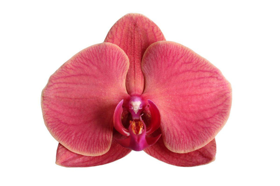 Phalaenopsis Narbonne - 3 tak - ↑ 60 cm - Ø12cm