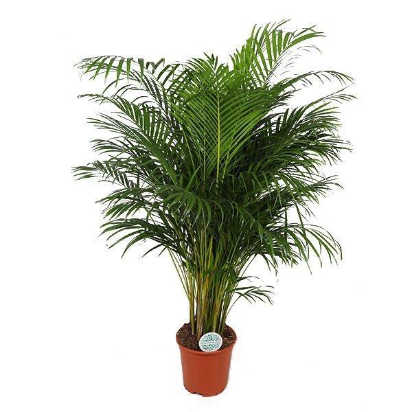 Dypsis Lutescens (Areca Palm) - Ø27cm - ↑ 160cm